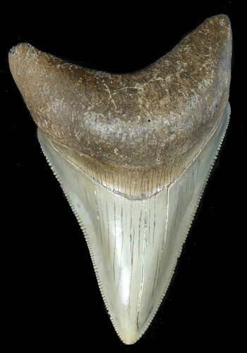 Excellent, Serrated, Fossil Megalodon Tooth - Georgia #46002